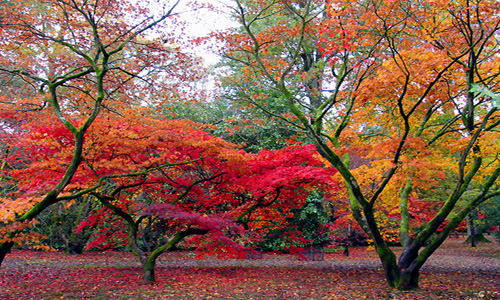 Westonbirt Arboretum